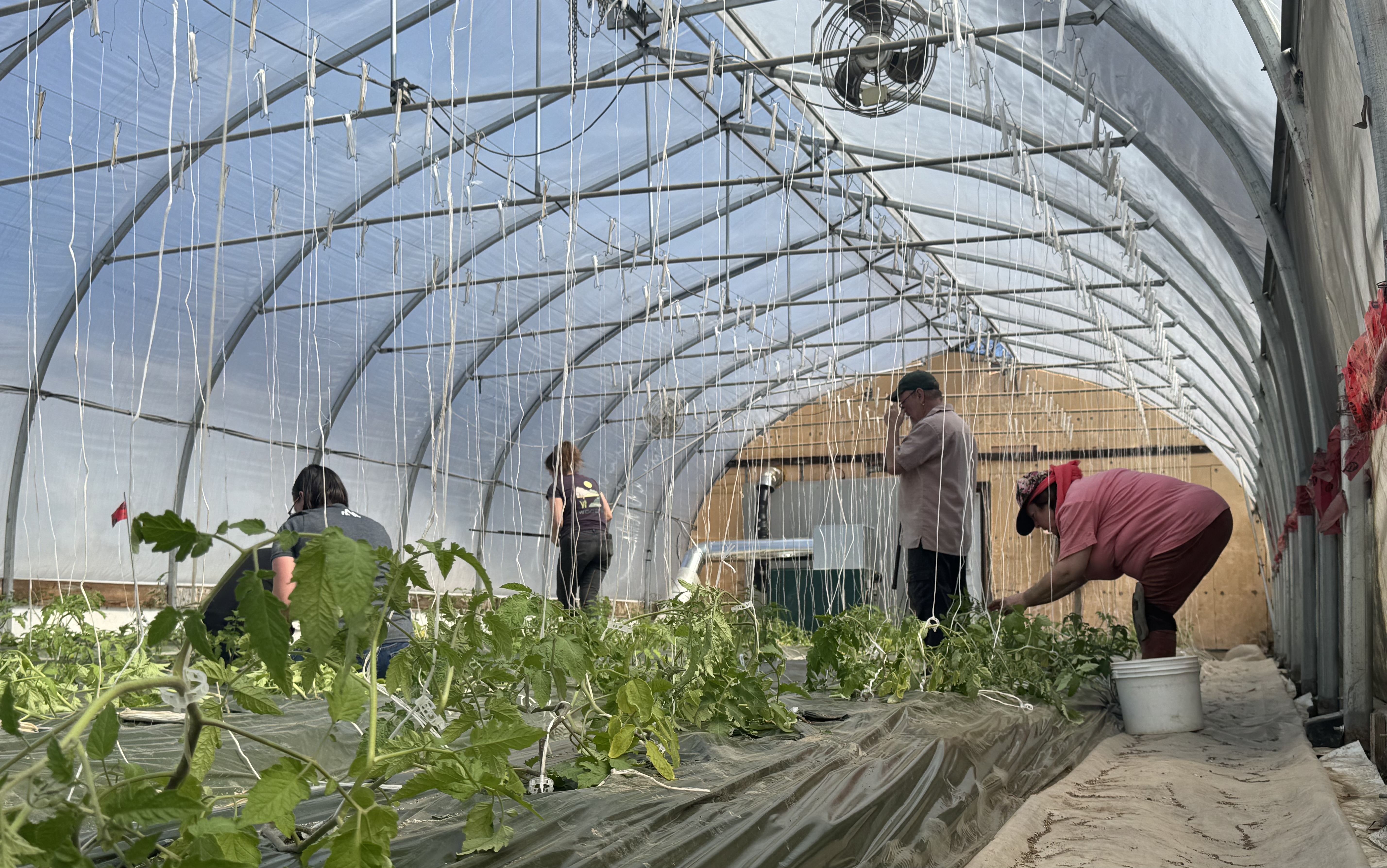 Plantation de tomates au printemps